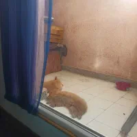 واگذاری ۲ دوقلو پامر