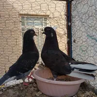 کبوتر|پرنده|سیرجان, |دیوار