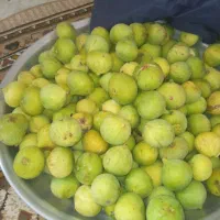انجیر