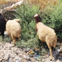 گوسفند و بره