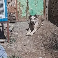 سگ ماده