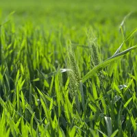 زمین-برای-کشت-سیر-اجیرلو
