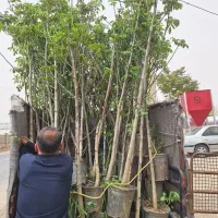 گردو بزرگ ۳ متری پر شاخ و برگ سر حال