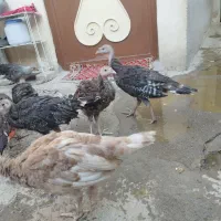 بوقلمون۷۵روزه