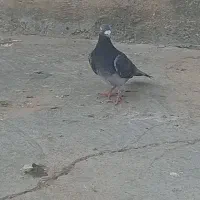 جف نرو ماده مسافتی فروشی بضمانت همه چی