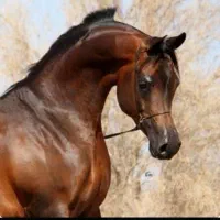 اسب دوسر عرب