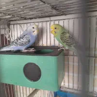 یک جفت مرغ عشق مولد به شرط