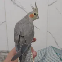 عروس هلندی نر