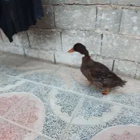 فروش یک جفت اردک