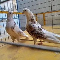 کفتر پرشی