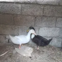 اردک