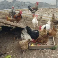 خروس ومرغ محلی