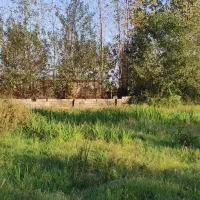 زیباکنار