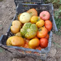 گوجه کوردی