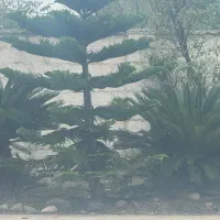 سیکاس