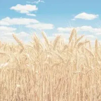 گندم دیم بذری هشرود و اذر۲