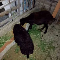دوعدد بره نرو ماده چاق