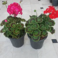 گل شمعدونی. لاوسونیا. کالانکوا .یاس. نهال انگور