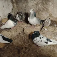 فروش کبوتر سینه سیاه