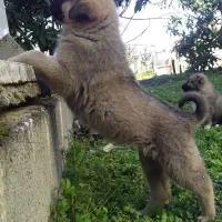 توله سرابی اصیل