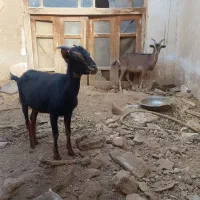 کره ۱۵ ماهه زات  آلپاین