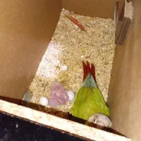 جفت آناناسی با جوجه