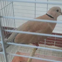 کبوتر خانگی