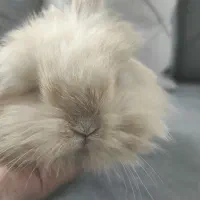 خرگوش کوچولو لپ