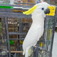 طوطی کاکادو