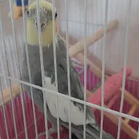 عروس هلندی سخن گو