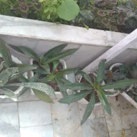 گل و گلدانش