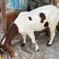 فروش  یه بز آبستن خیلی چاق.