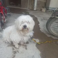 سگ بوجی پاکوتاه