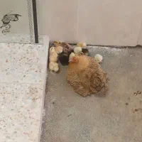 تخم مرغ نطفه دار برهما