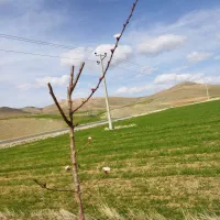 فروش زمین خانه باغ قیمت یارانه ایی
