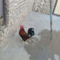 خروس جوان