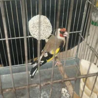 سهره نر تازه صاف