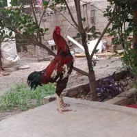 تخم مرغ لاری اصیل نصل افغان خالس