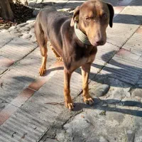 واگذاری سگ دوبرمن