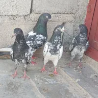 کبوتر تیدی اصل