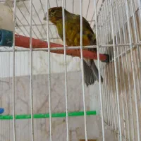 قناری نر میخونه ،