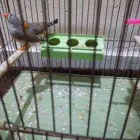 جفت فنچ|پرنده|بندرعباس, |دیوار