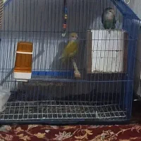 جفت کوتوله مولد