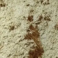 کاه گندم نو نو