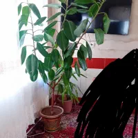 گل طبیعی|گل و گیاه طبیعی|قلعه چای, |دیوار
