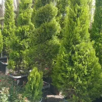 کاشت گل و درختچه زینتی باغ .حیاط.پشت بام