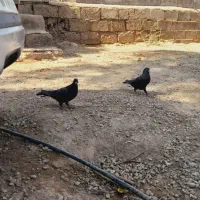 زاغ گوک