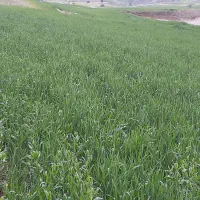 فروش ده تن گندم تمیزدرجه یک