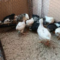 جوجه گلین و بومی