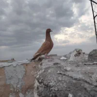 کفتر زدوخورد